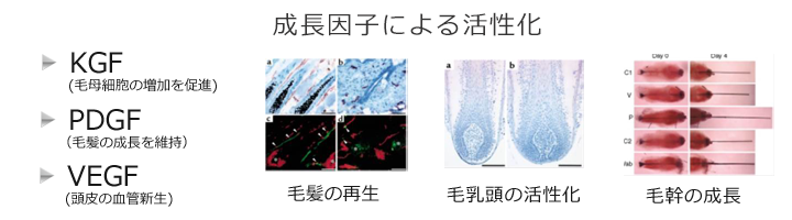 成長因子が細胞を活性化